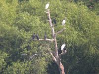 Wood Storks_Black Vultures_Cormorants